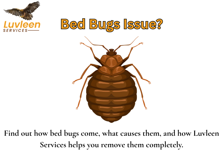 How Bed Bugs Enter Homes